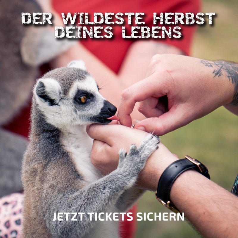 Safariland Stukenbrock – Performance Kampagne Social Media von RuhrLifeMedia Oberhausen